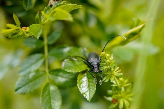 découvrez l'écologie, une science essentielle qui étudie les interactions entre les organismes vivants et leur environnement. plongez dans les enjeux environnementaux, la biodiversité et les solutions durables pour préserver notre planète.