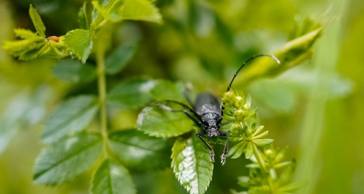 découvrez l'écologie, une science essentielle qui étudie les interactions entre les organismes vivants et leur environnement. plongez dans les enjeux environnementaux, la biodiversité et les solutions durables pour préserver notre planète.